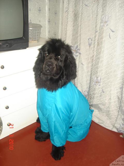 Фото: ньюфаундленд Zinedin iz Sibirskoy Glubinki (Зинедин из Сибирской Глубинки)
