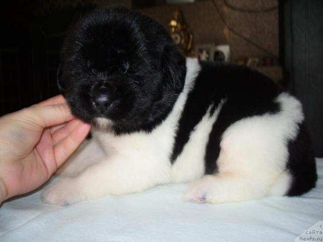 Фото: ньюфаундленд Super Premium Zhritsa Zvezd (Супер Премиум Жрица Звезд)