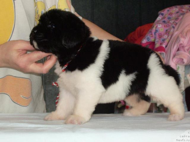 Фото: ньюфаундленд Super Premium Zhritsa Zvezd (Супер Премиум Жрица Звезд)