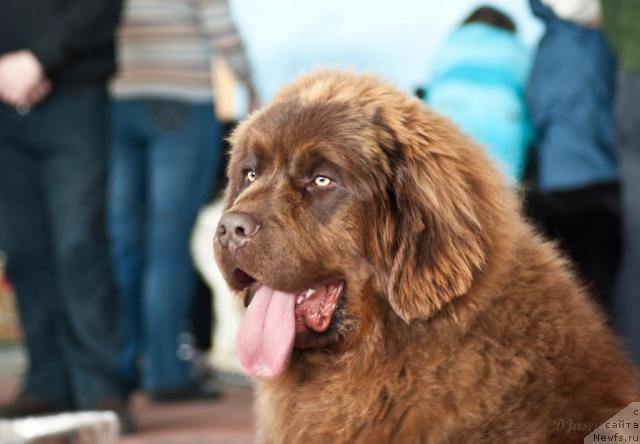 Фото: ньюфаундленд Prioritet Kofe (Приоритет Кофе)