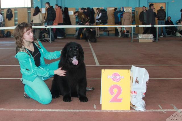 Фото: ньюфаундленд CHernyiy SHarm Alessandro (Черный Шарм Алессандро)