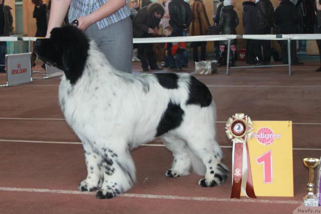 Фото: ньюфаундленд Keeper Soul Dar Moego Serdtsa Daniel (Кипер Соул Дар Моего Сердца Даниель)