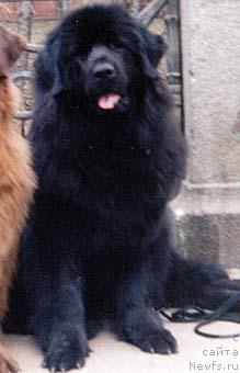 Фото: ньюфаундленд Smigar Oya (Смигар Оя)