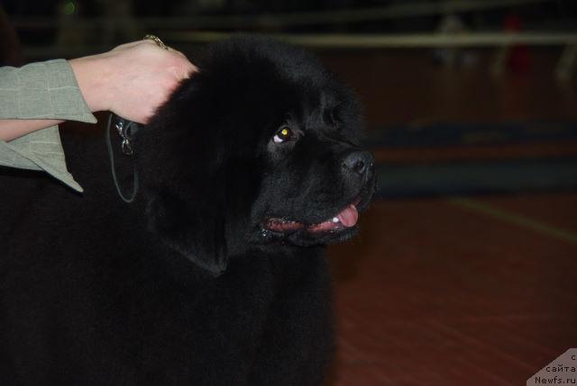 Фото: ньюфаундленд Potap YA (Потап Я)
