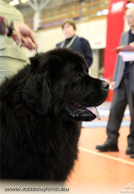 Фото: ньюфаундленд Gay New Space Prestizh (Гай Нью Спейс Престиж)