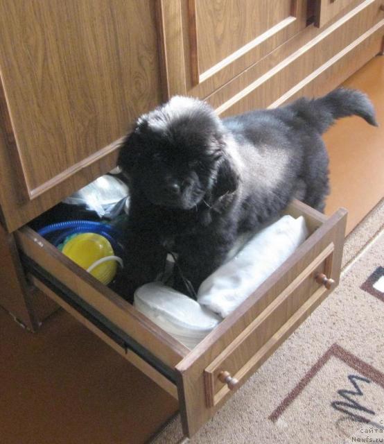 Фото: ньюфаундленд Uyutnaya Dolina Ai da Helga (Уютная Долина Ай да Хельга)