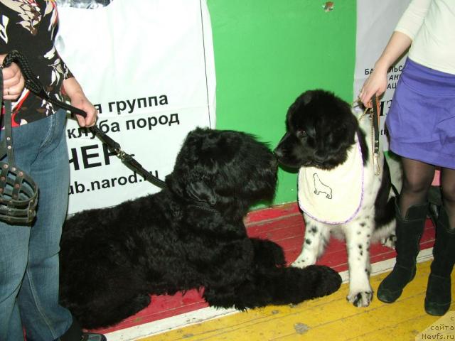 Фото: ньюфаундленд Piternyuf Prodigy (Питерньюф Продижи), Aleksandra Vesnina (Александра Веснина)