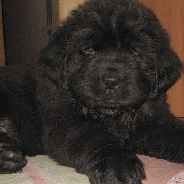 Фото: ньюфаундленд Chester Morskoy Medved (Честер Морской Медведь)