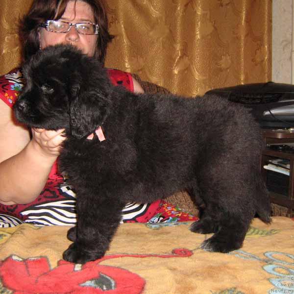 Фото: ньюфаундленд CHanita Morskoy Medved' (Чанита Морской Медведь)