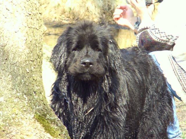 Фото: ньюфаундленд Lesnaya Skazka Lunnaya Sonata (Лесная Сказка Лунная Соната)