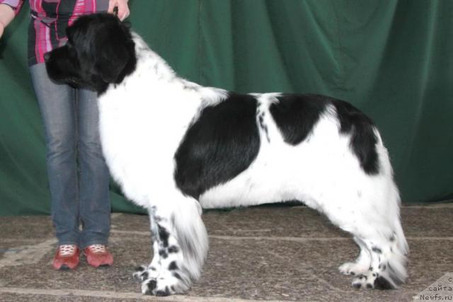 Фото: ньюфаундленд Plyushevaya Panda La Bella (Плюшевая Панда Ла Белла)