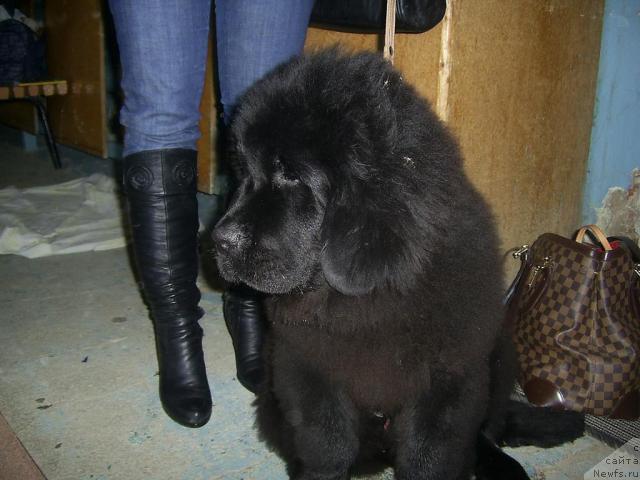 Фото: ньюфаундленд CHernyiy SHarm Alessandro (Черный Шарм Алессандро)