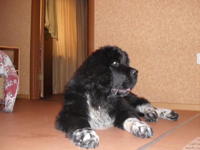 Фото: ньюфаундленд Pchyolkin Dom Grand Gerkules (Пчёлкин Дом Гранд Геркулес)