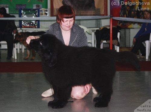 Фото: ньюфаундленд Akvatoriya Kelvin Kasperskiy (Акватория Келвин Касперский), Tat'yana Abutova (Татьяна Абутова)