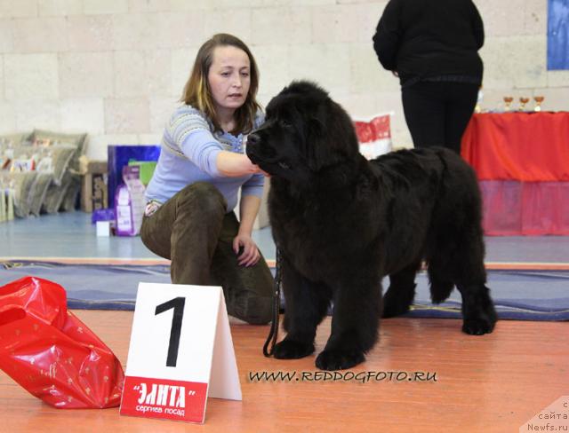 Фото: ньюфаундленд Toptyijka Diadema iz CHernogo Jemchuga (Топтыжка Диадема из Черного Жемчуга)