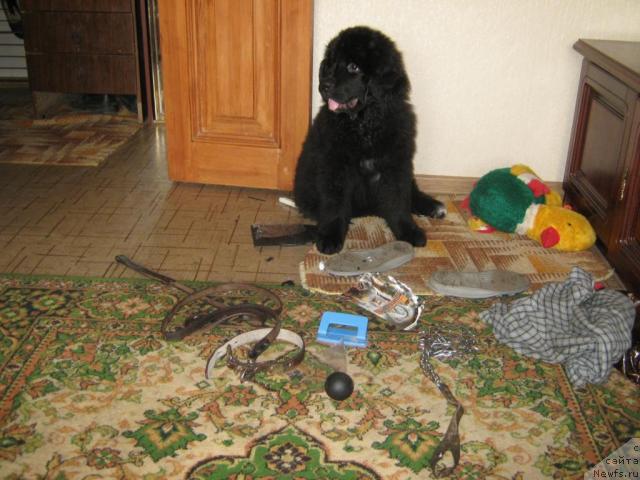 Фото: ньюфаундленд YUnona (Юнона)