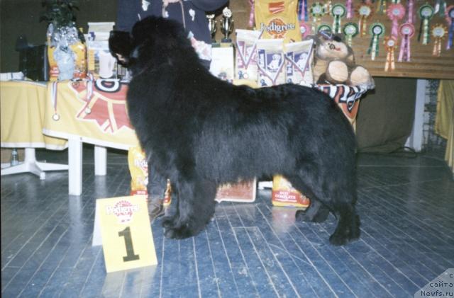 Фото: ньюфаундленд Denver iz Medvejyego Yara (Денвер из Медвежьего Яра)