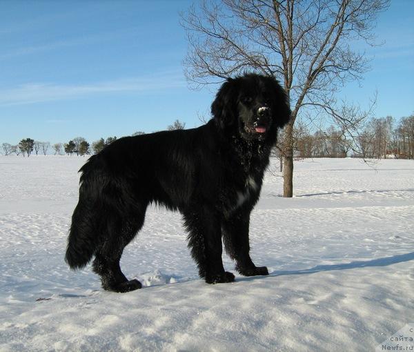 Фото: ньюфаундленд Piternyuf Pepsi Cola (Питерньюф Пепси Кола)