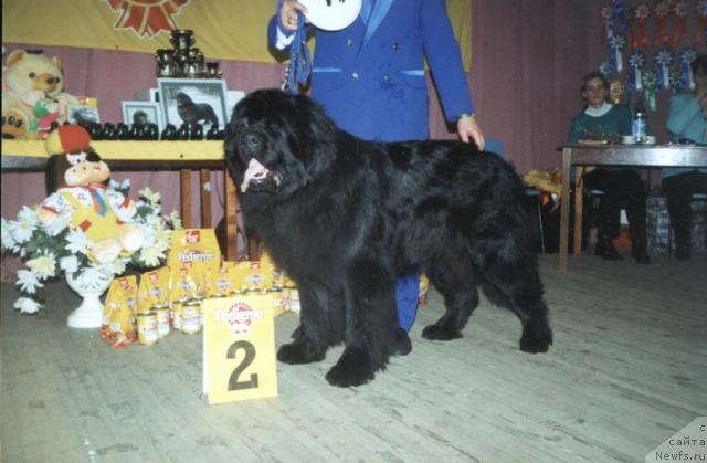 Фото: ньюфаундленд Zevs iz Medvej'ego YAra (Зевс из Медвежьего Яра)