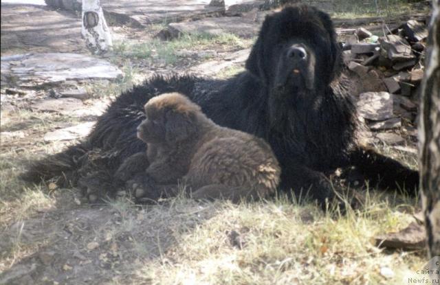 Фото: ньюфаундленд Zevs iz Medvej'ego YAra (Зевс из Медвежьего Яра), ньюфаундленд Lastochka iz Medvejyego Yara (Ласточка из Медвежьего Яра)