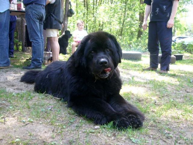 Фото: ньюфаундленд Akvanavt iz Tihogo Omuta (Акванавт из Тихого Омута)