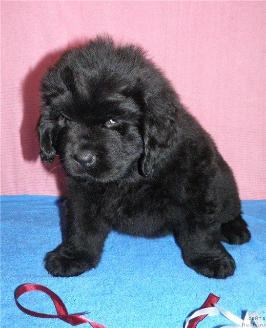 Фотография № 39668