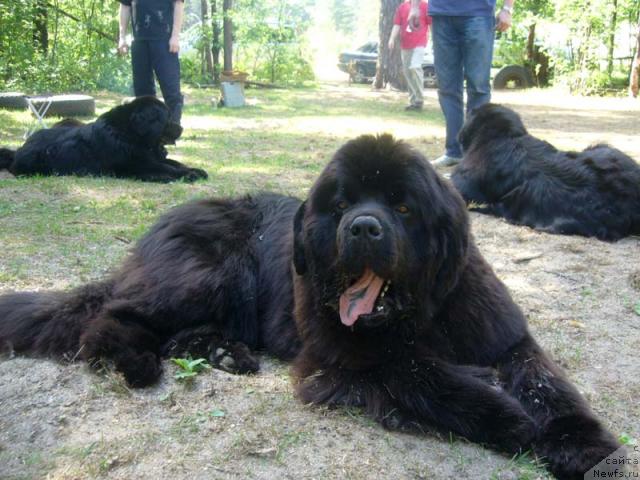 Фото: ньюфаундленд Armani Imperial (Армани Империал)