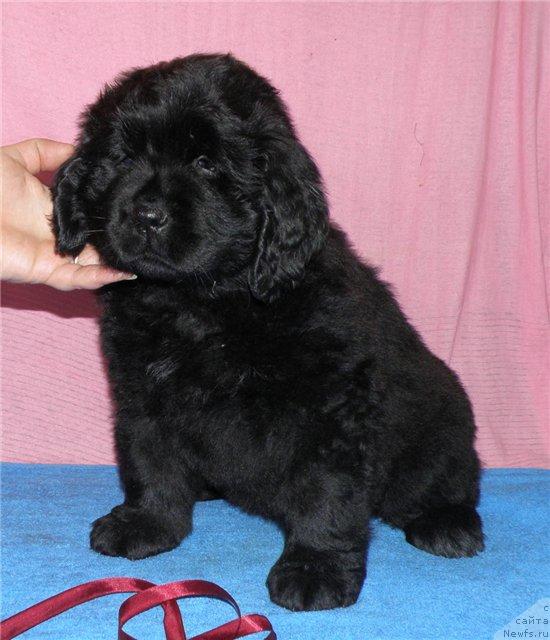 Фото: ньюфаундленд Funnewf Uletnaya Devchenka (Фанньюф Улетная Девчонка)