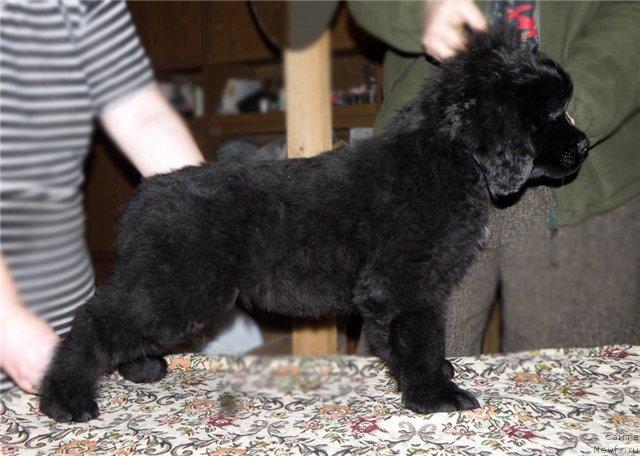 Фото: ньюфаундленд Fann'yuf Udalec Molodec (Фанньюф Удалец Молодец)