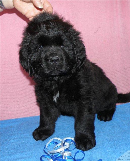 Фото: ньюфаундленд Fann'yuf Udalec Molodec (Фанньюф Удалец Молодец)