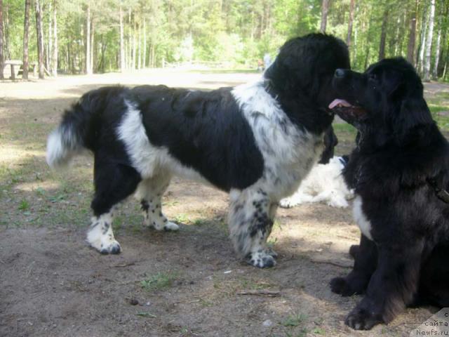 Фото: ньюфаундленд Super Bizon Antaliya (Супер Бизон Анталия), ньюфаундленд Plushevaya Panda Diland (Плюшевая Панда Диланд)