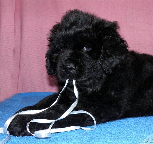 Фотография № 39689