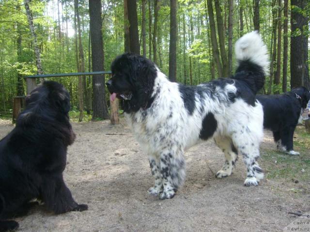 Фото: ньюфаундленд Super Bizon Antaliya (Супер Бизон Анталия), ньюфаундленд Plushevaya Panda Diland (Плюшевая Панда Диланд)