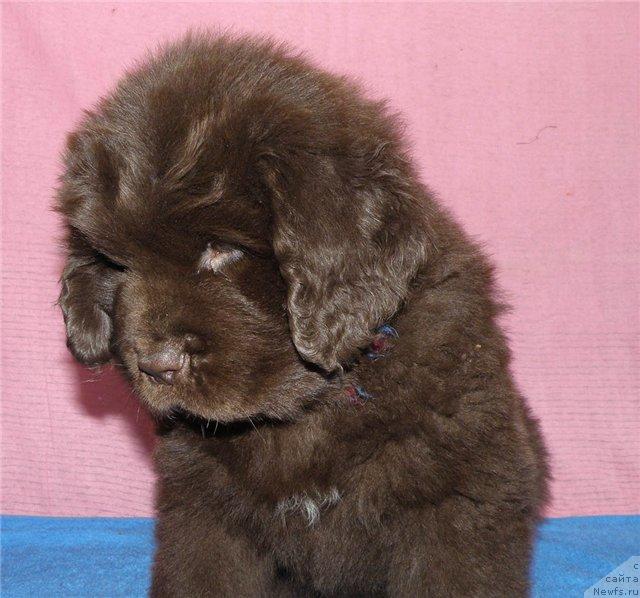 Фото: ньюфаундленд Fann'yuf Ura YA s Vami (Фанньюф Ура Я с Вами)