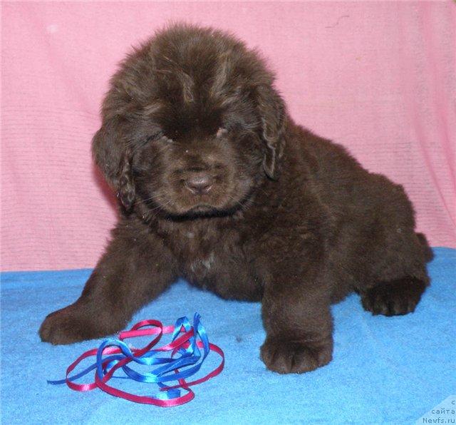 Фото: ньюфаундленд Fann'yuf Ura YA s Vami (Фанньюф Ура Я с Вами)