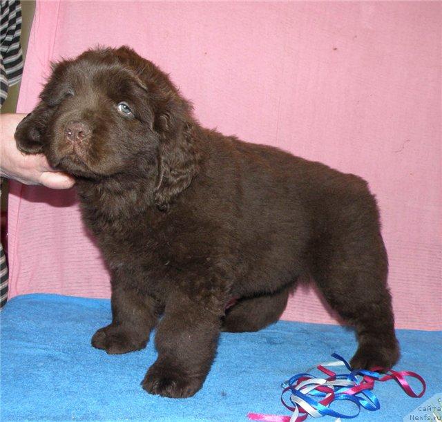 Фото: ньюфаундленд Fann'yuf Uspeh v SHokolade (Фанньюф Успех в Шоколаде)