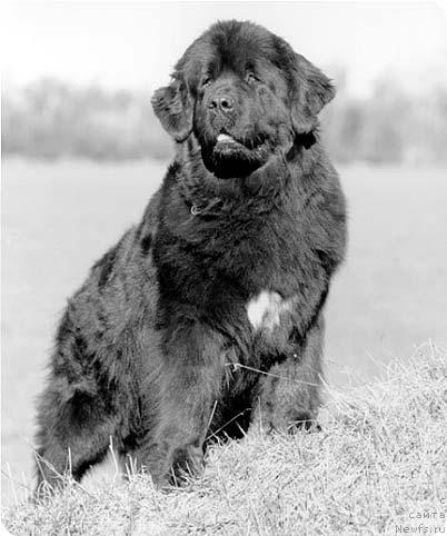 Фото: ньюфаундленд Newflands Cassiopeia