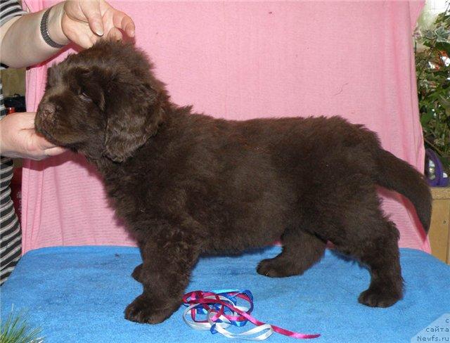 Фото: ньюфаундленд Fann'yuf Uspeh v SHokolade (Фанньюф Успех в Шоколаде)