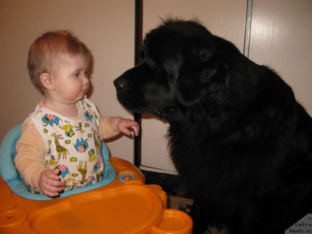 Фото: ньюфаундленд Azazel' Nejnyiy Cvetok (Азазель Нежный Цветок)