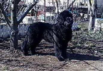 Фото: ньюфаундленд Zagadka Dominika Kara Deniz (Загадка Доминика Кара Дениз)