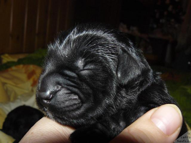 Фото: ньюфаундленд Pchiolkin Dom Dikaya Orhideya (Пчёлкин Дом Дикая Орхидея)