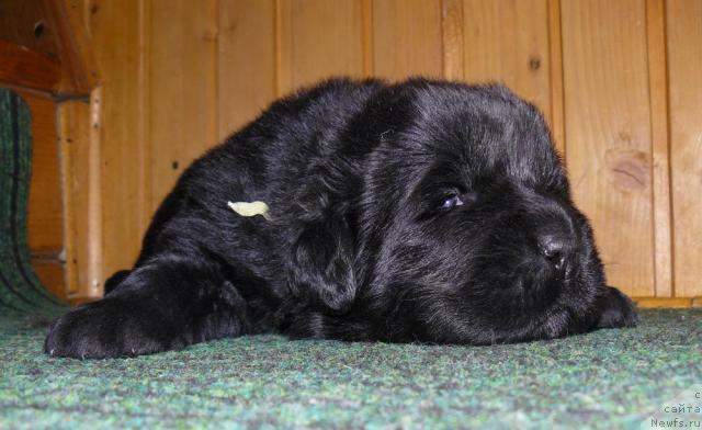 Фото: ньюфаундленд Pchiolkin Dom Dikaya Orhideya (Пчёлкин Дом Дикая Орхидея)