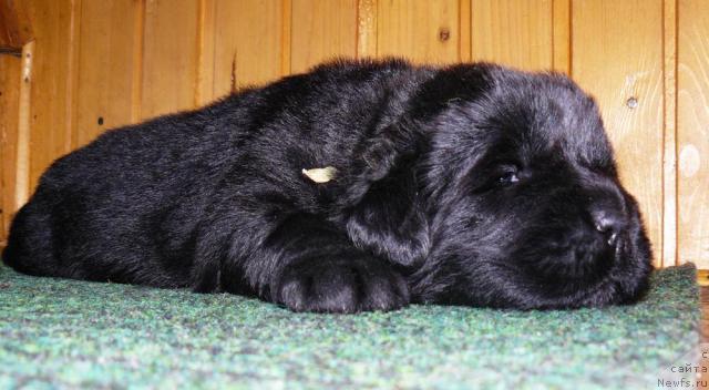 Фото: ньюфаундленд Pchiolkin Dom Dikaya Orhideya (Пчёлкин Дом Дикая Орхидея)