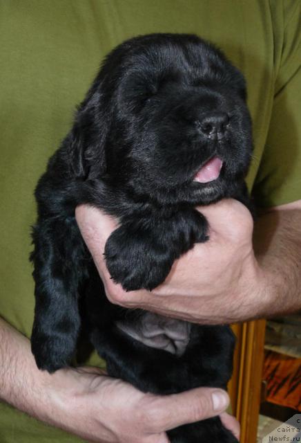 Фото: ньюфаундленд Pchiolkin Dom Dafna (Пчёлкин Дом Дафна)