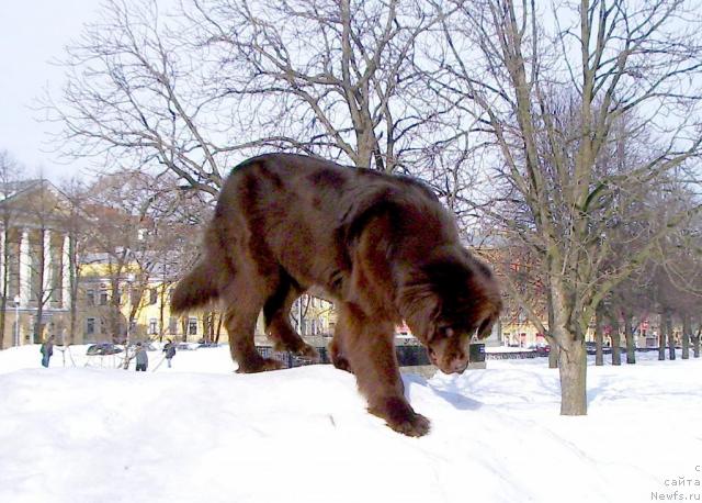 Фото: ньюфаундленд Krasota CHistogo Zolota (Красота Чистого Золота)
