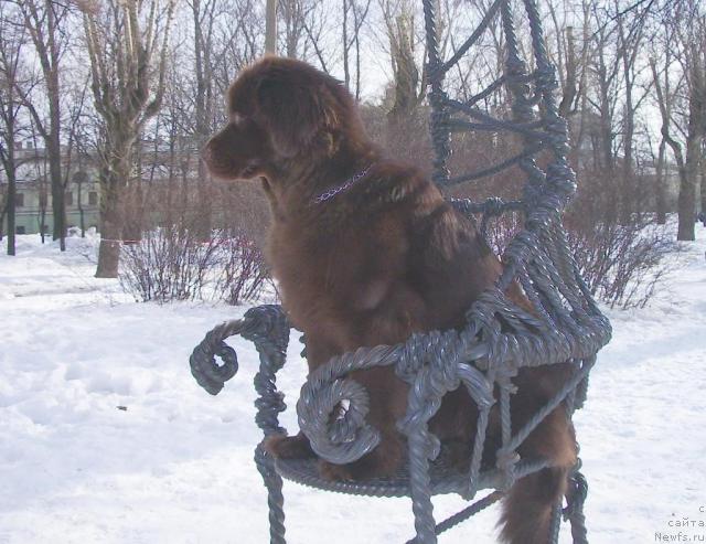 Фото: ньюфаундленд Krasota CHistogo Zolota (Красота Чистого Золота)