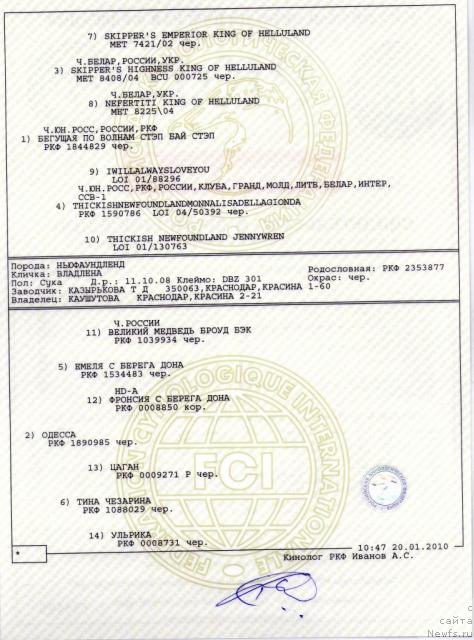 Фото: ньюфаундленд Odessa (Одесса), ньюфаундленд Odessa (Одесса)