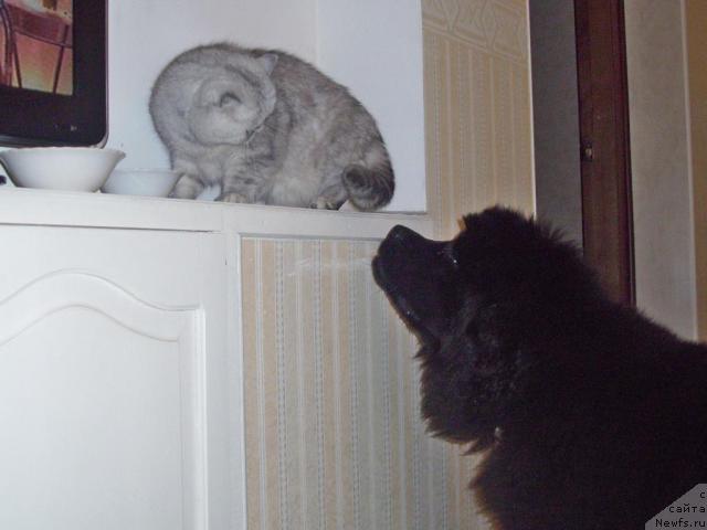 Фото: ньюфаундленд Beguschaya po Volnam Ritm yend Blyuz (Бегущая по Волнам Ритм энд Блюз), ньюфаундленд Beguschaya po Volnam Ritm yend Blyuz (Бегущая по Волнам Ритм энд Блюз)