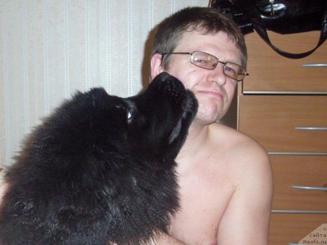 Фото: ньюфаундленд Beguschaya po Volnam Ritm yend Blyuz (Бегущая по Волнам Ритм энд Блюз)