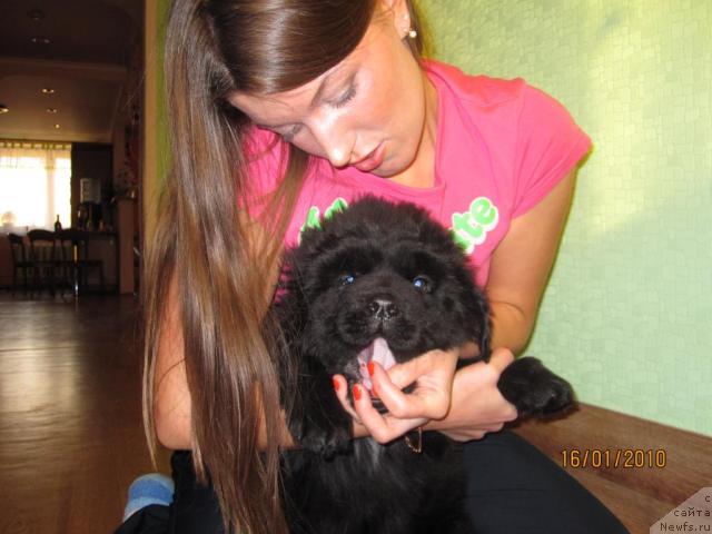 Фото: ньюфаундленд Geralis CHiroki Velikiy Vojd' (Гералис Чироки Великий Вождь), Kseniya Arjanova (Ксения Аржанова)